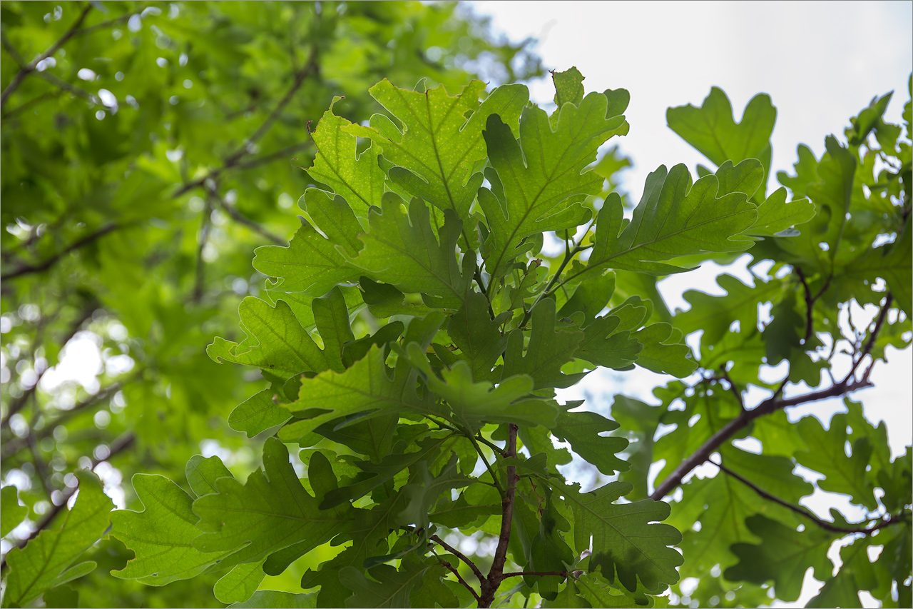 Изображение особи Quercus robur.
