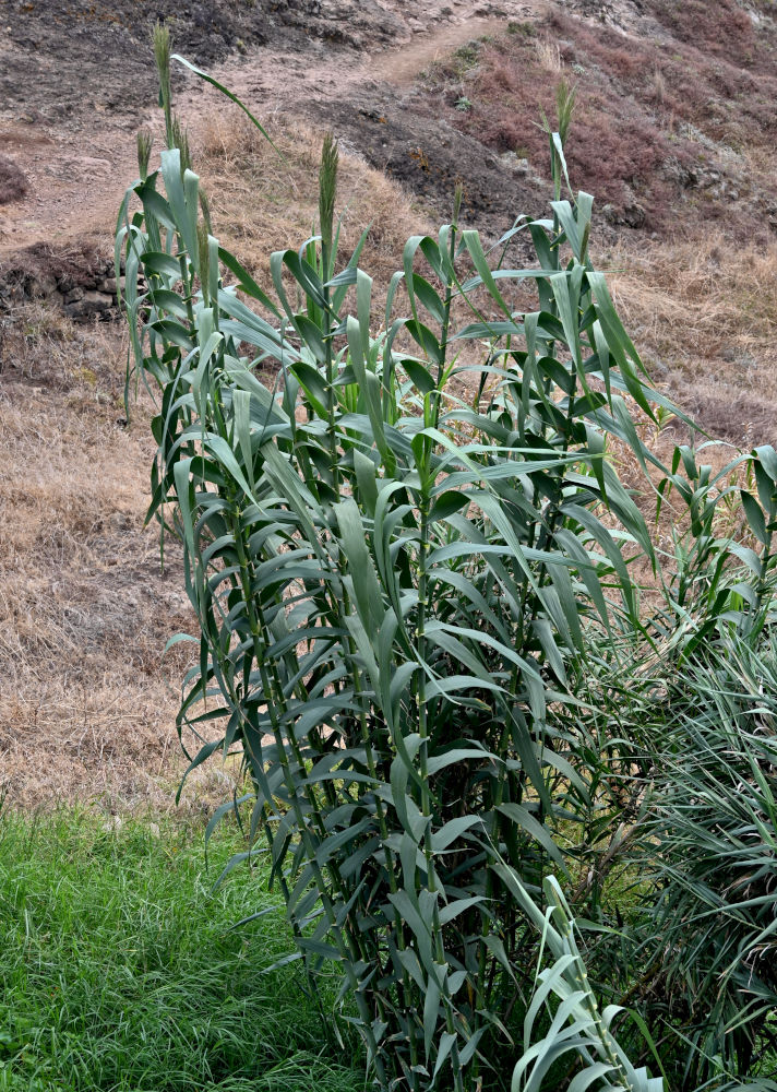 Изображение особи Arundo donax.