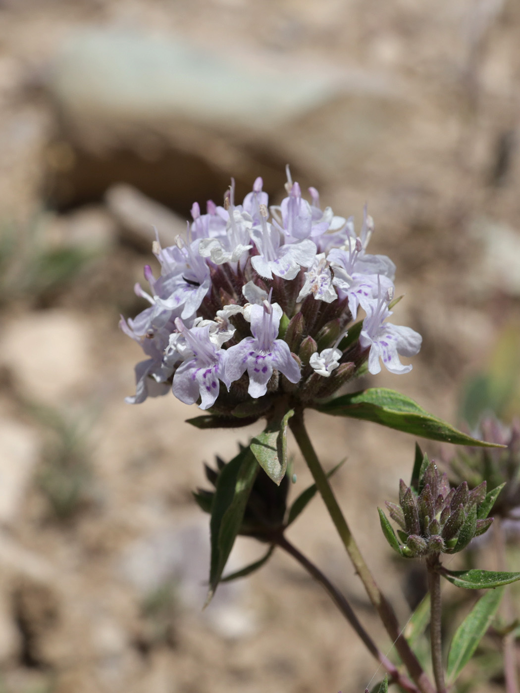 Image of genus Ziziphora specimen.