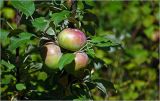 Malus domestica. Незрелые плоды. Московская обл., Раменский р-н, окр. дер. Хрипань, садовый участок. 15.08.2026.