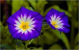 Convolvulus tricolor