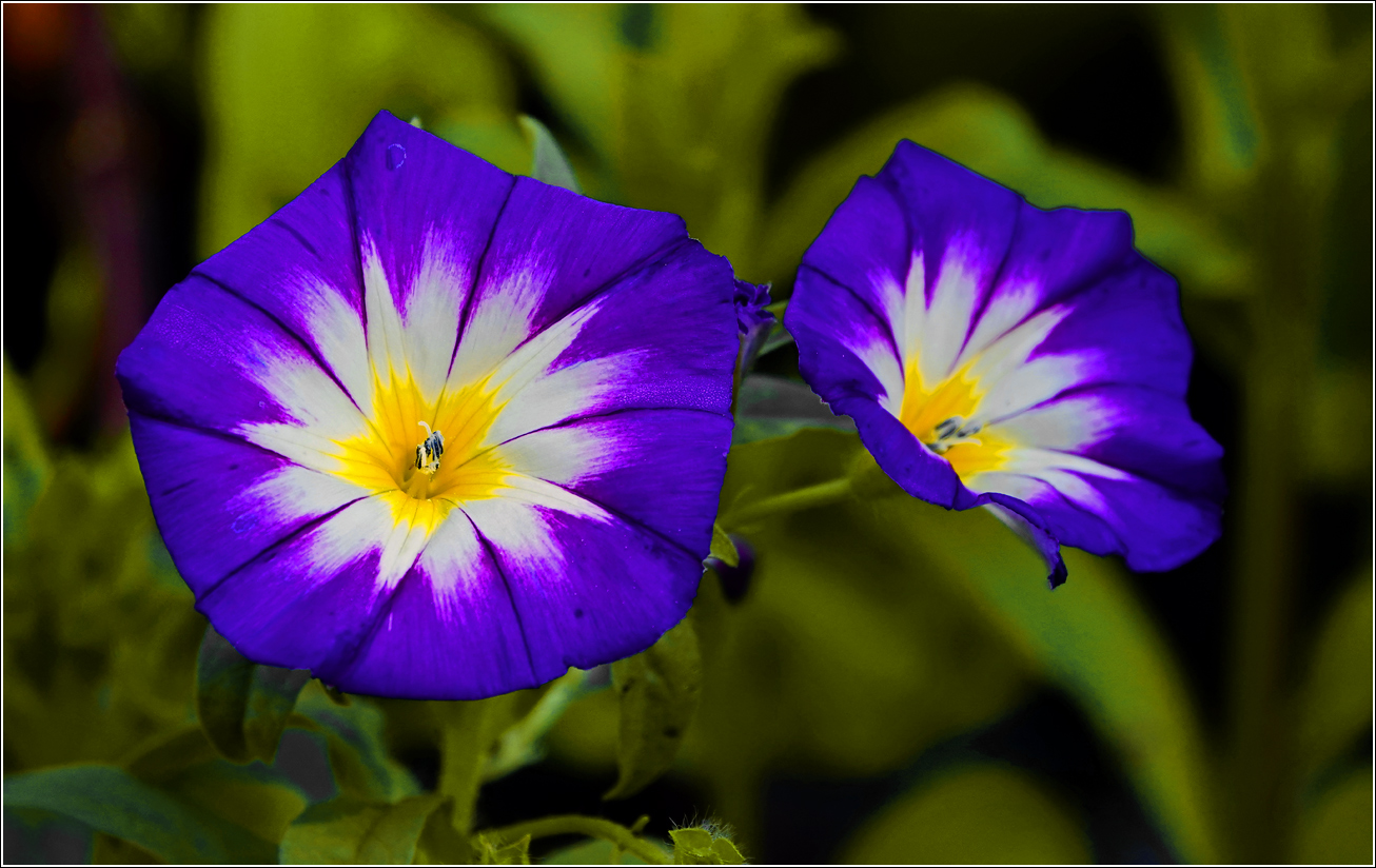 Изображение особи Convolvulus tricolor.