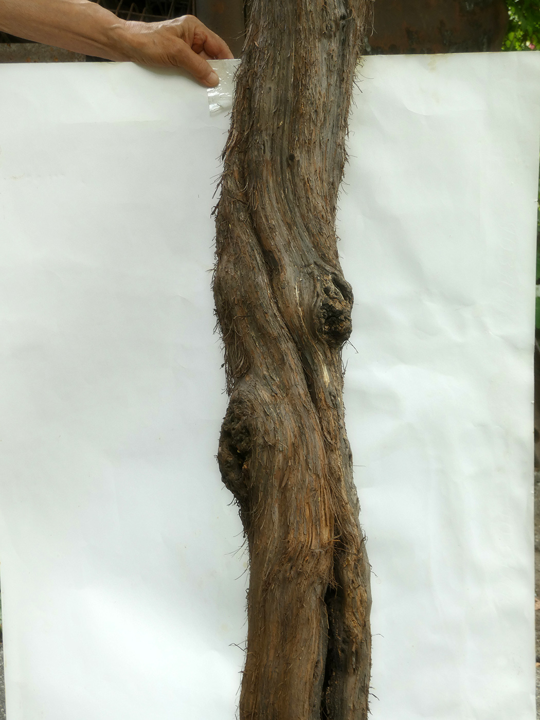 Image of Vitis × bacoi specimen.