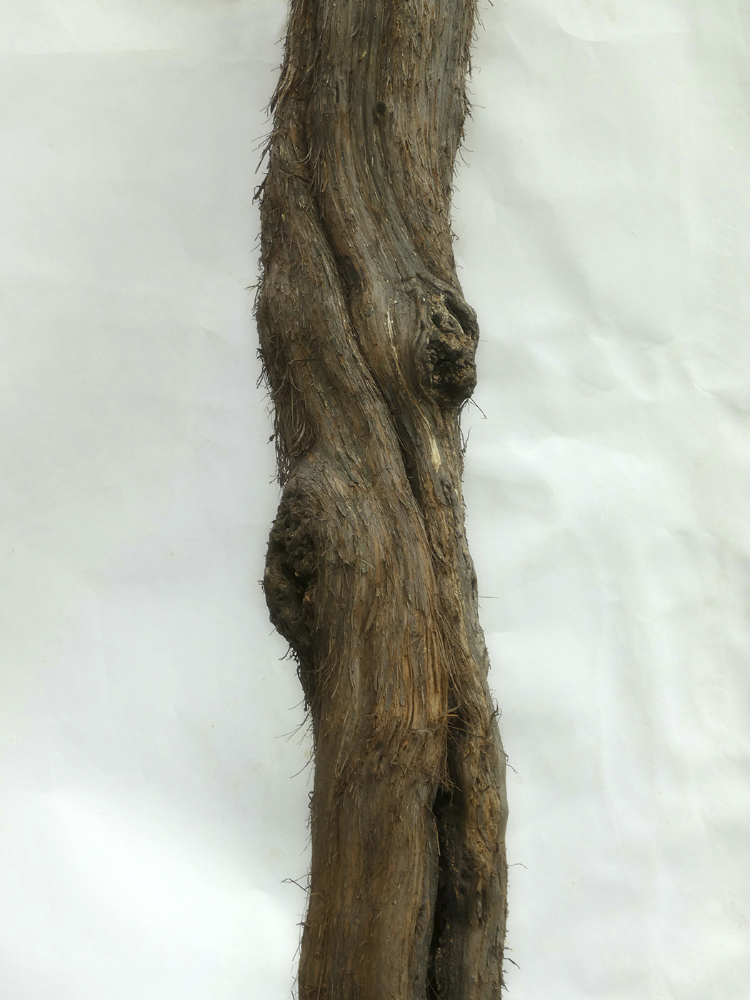 Изображение особи Vitis × bacoi.