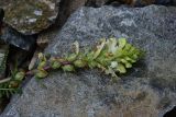 genus Pedicularis. Соцветие. Турция, ил Артвин, р-н Юсуфели, левый берег р. Бархал-Чайи над порогом, выс. 1800 м н.у.м., скальная полка. 14 июня 2026 г.