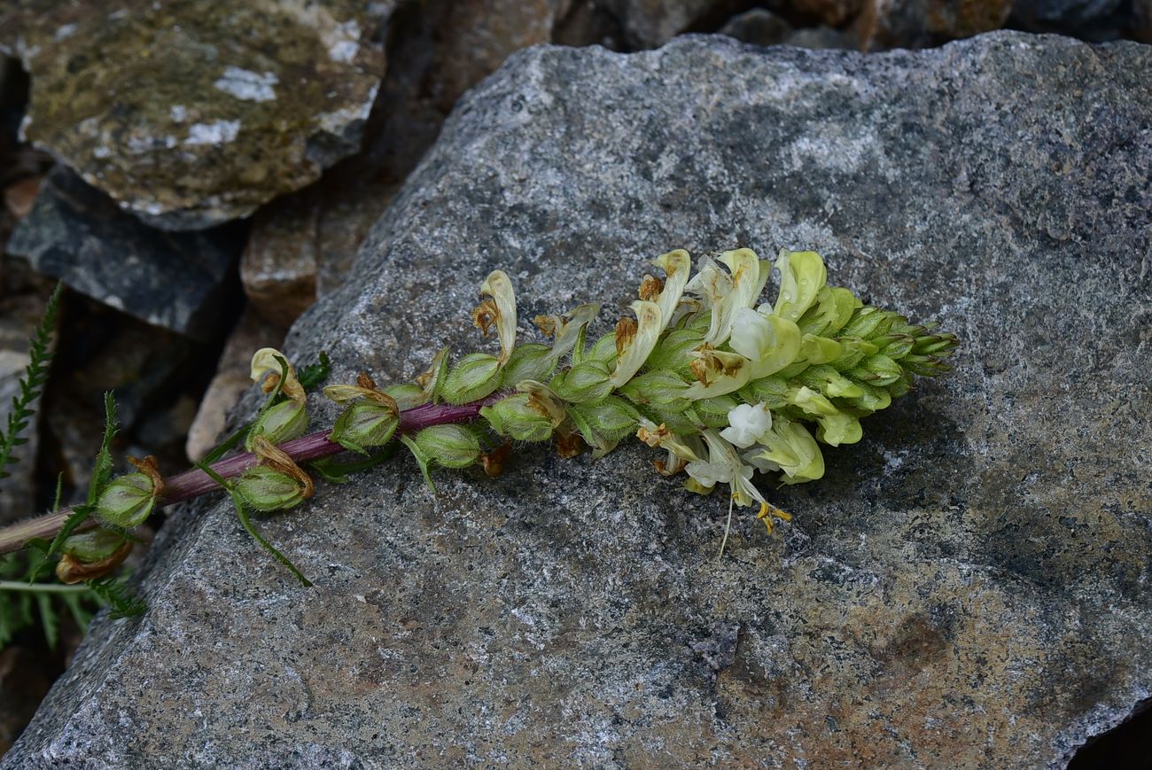 Image of genus Pedicularis specimen.