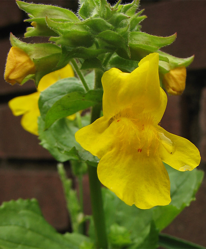 Image of Mimulus guttatus specimen.