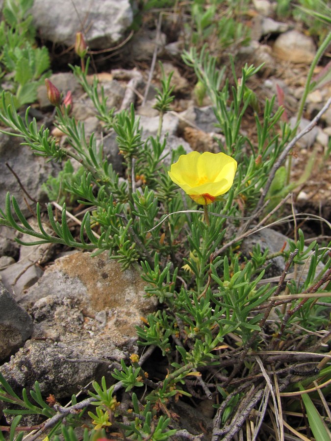 Image of Fumana procumbens specimen.