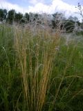 Stipa pennata. Плодоносящие растения. Курская обл, Кореневский р-н, остепненный склон балки. 12.06.2011.