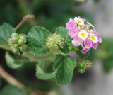 Lantana camara. Верхушка растения с соцветием и невызревшими соплодиями. Черногория, Тиват. 02.07.2011.