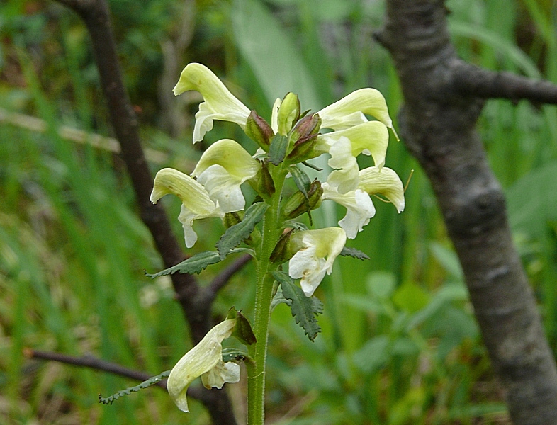 Изображение особи Pedicularis lapponica.