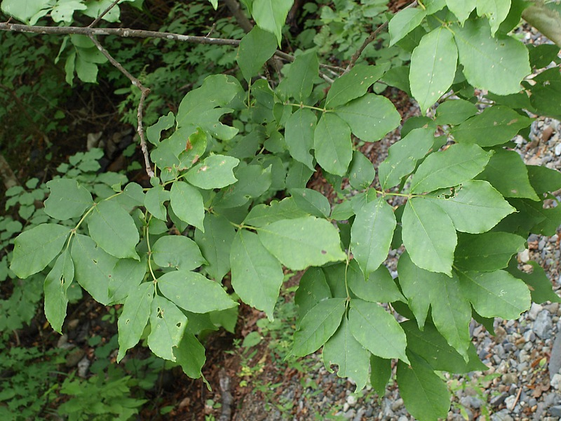 Image of Fraxinus rhynchophylla specimen.