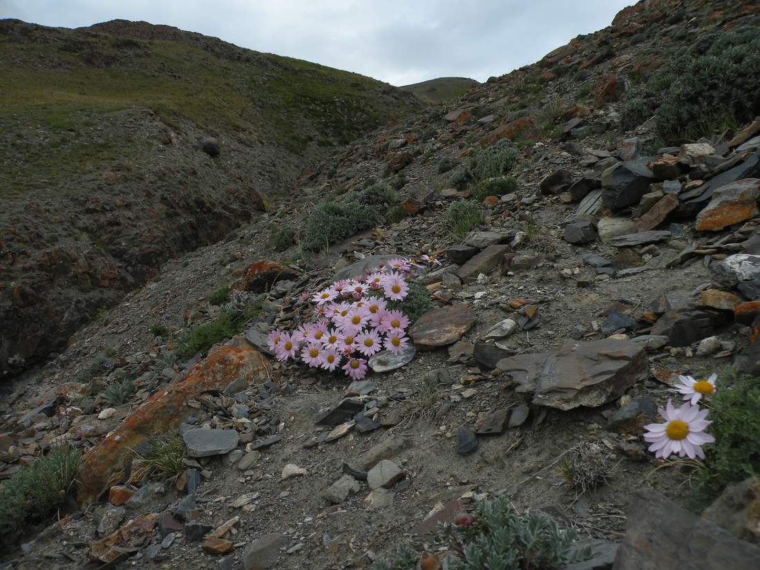 Image of Chrysanthemum sinuatum specimen.
