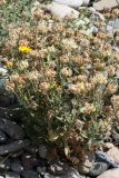 Calendula officinalis