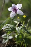 Anemone tschernaewii