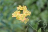 Bupleurum подвид aureum