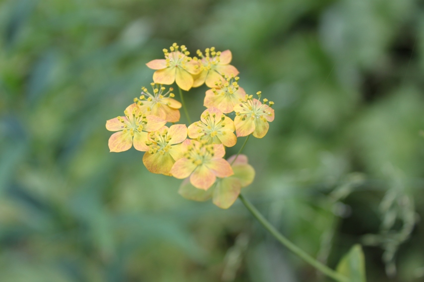 Image of Bupleurum longifolium ssp. aureum specimen.