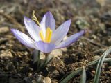 Crocus tauricus