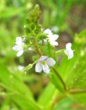 Veronica anagallis-aquatica. Соцветие. Ярославская обл., Угличский р-н, дер. Масальское, р. Корожечна. 24.06.2011.