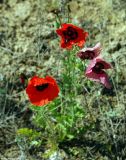 Papaver pavoninum. Цветущие растения (видны цветки с разными вариантами окраски). Казахстан, Алматинская обл., окр. п. Курты. 13.05.2011.