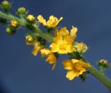 Agrimonia eupatoria. Часть соцветия. Воронежская обл., Павловский р-н, окр. с. Михайловка (Шипов лес). 17.06.2011.