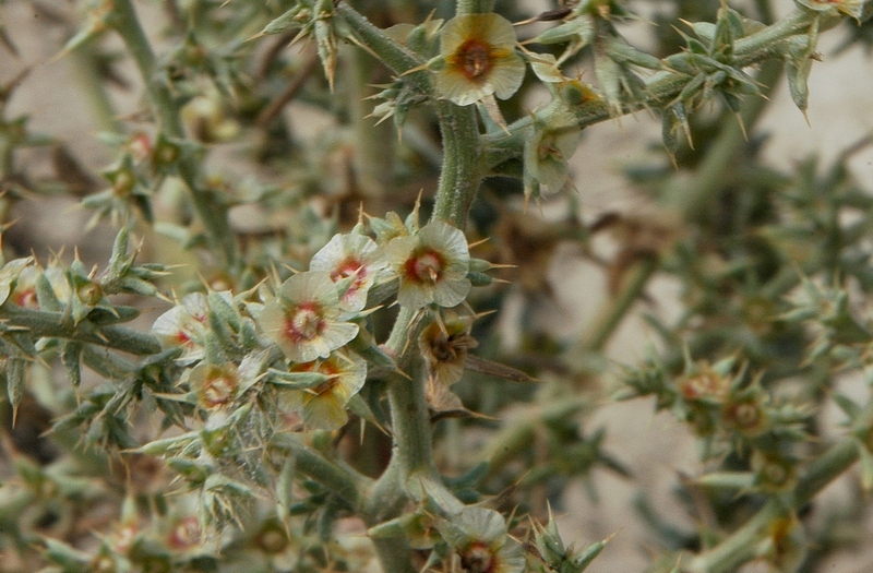 Изображение особи Salsola paulsenii.