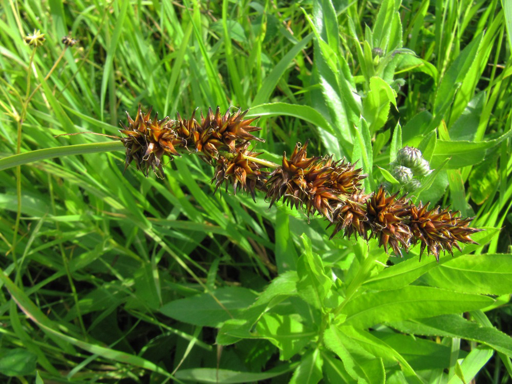 Image of Carex vulpina specimen.