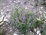Nepeta kubanica