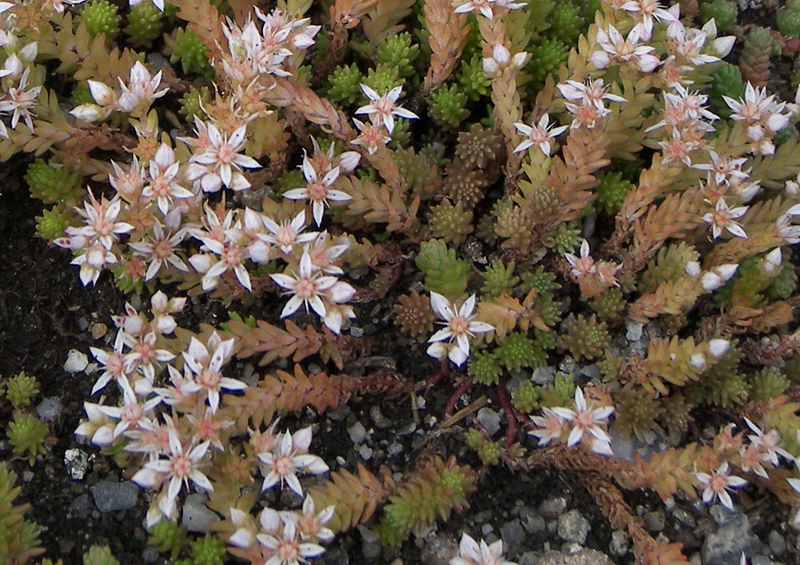 Image of Sedum gracile specimen.