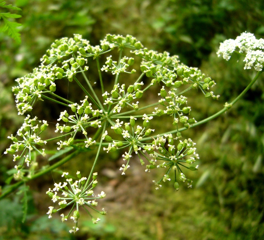 Изображение особи Conium maculatum.