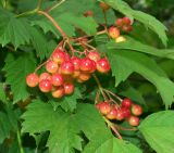 Viburnum opulus. Соплодия с недозрелыми плодами. Московская обл., Раменский р-н, окр. дер. Хрипань, дачный участок. 13.08.2005.