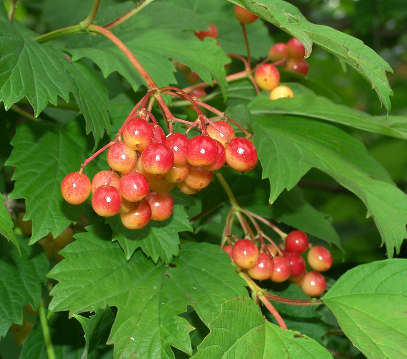 Изображение особи Viburnum opulus.