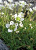 Micranthes merkii. Цветки. Забайкалье, хребет Кодар. 23.07.2007.