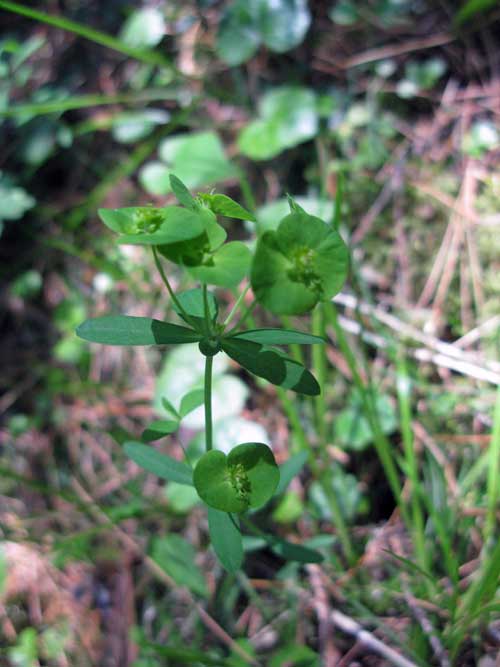 Image of Euphorbia borealis specimen.