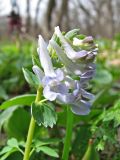 Corydalis solida