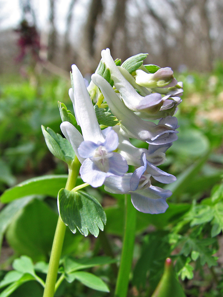 Изображение особи Corydalis solida.