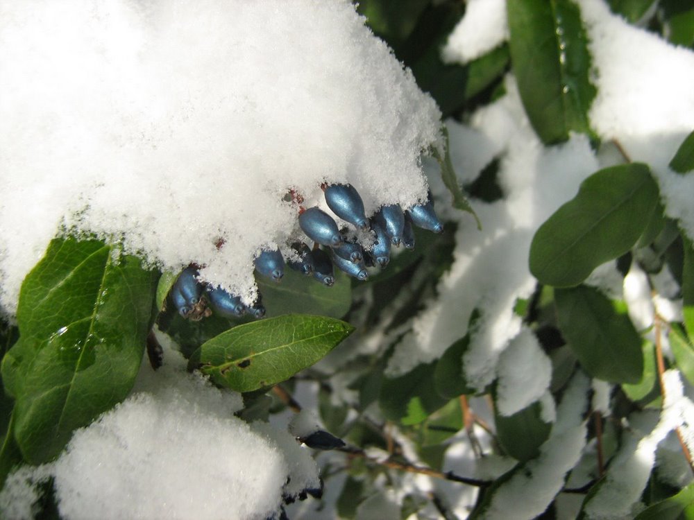 Image of Viburnum tinus specimen.