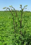 Thalictrum flavum