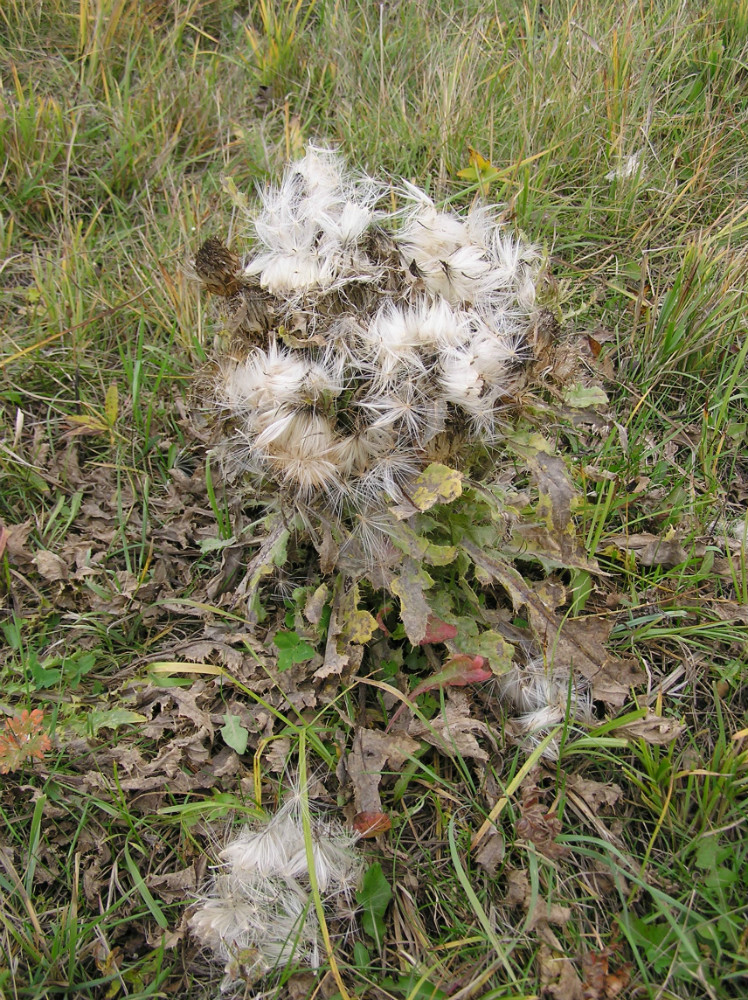 Image of Cirsium roseolum specimen.