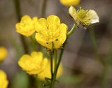 Ranunculus acris. Цветки. Мурманская обл., Кандалакшский р-н, окр. пос. Колвица, суходольный луг. 03.07.2010.