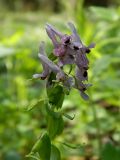 Corydalis solida. Верхушка цветущего и плодоносящего растения с питающимися насекомыми. Смоленская обл., Смоленский р-н, долина Удры. 07.05.2012.