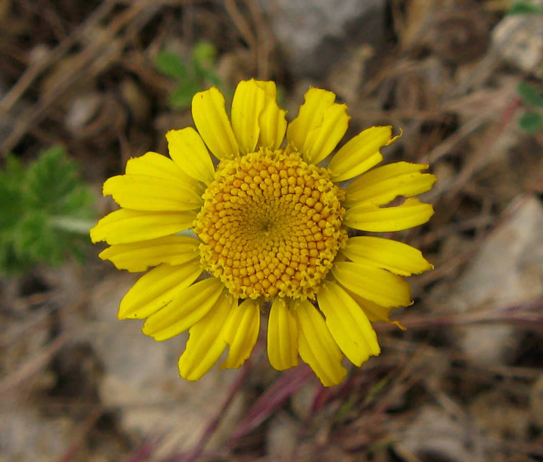 Image of Anthemis tinctoria specimen.