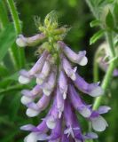 Vicia villosa. Верхняя часть соцветия (видны волоски на зубцах чашечки - диагностический признак вида). Украина, Черкасская обл., Каневский р-н, региональный ландшафтный парк \"Трахтемиров\", урочище \"Монастырок\". 26 мая 2012 г.