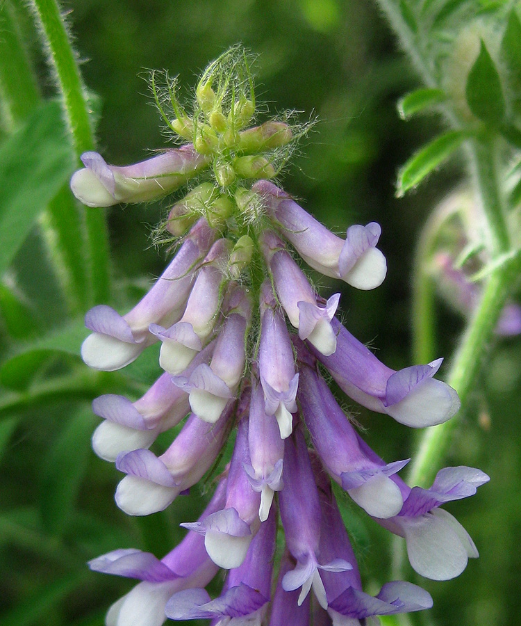 Image of Vicia villosa specimen.