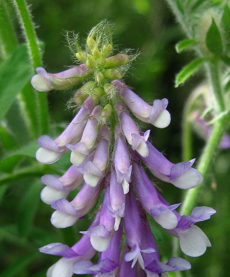 Изображение особи Vicia villosa.