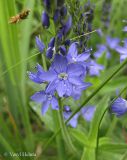 Veronica teucrium. Нижняя часть соцветия. Украина, Черкасская обл., Каневский р-н, региональный ландшафтный парк \"Трахтемиров\", урочище \"Монастырок\". 26 мая 2012 г.