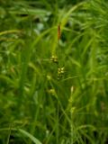 Carex latisquamea. Верхняя часть стебля с соплодиями и отцветшим тычиночным колоском. Приморский край, Партизанский район, п-ов Трудный, вблизи оз. Лебединого, на сыром лугу. 16.06.2012.