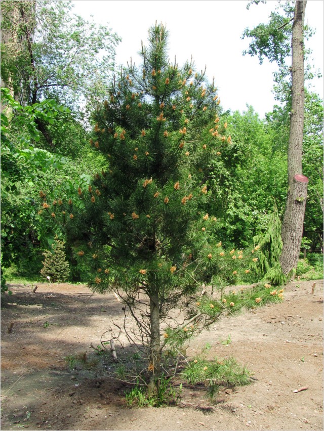 Изображение особи Pinus contorta.