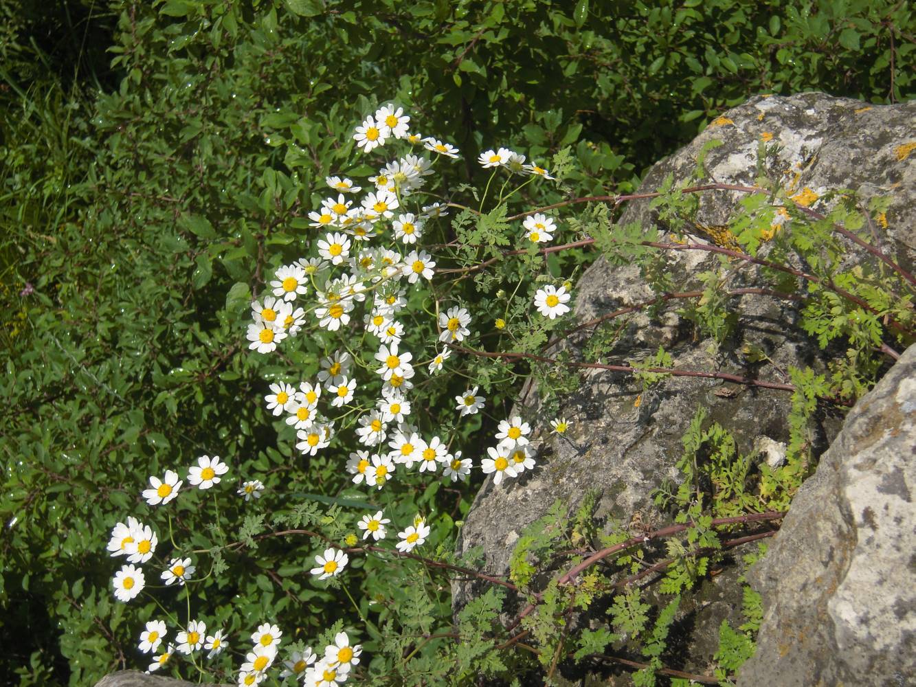 Image of Pyrethrum corymbosum specimen.