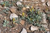 Corydalis sewerzowii. Цветущие растения. Южный Казахстан, горы Каракус. 03.04.2012.